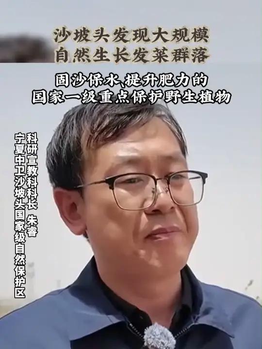 沙坡头发现大规模自然生长发菜群落,固沙保水、提升肥力的国家一级重点保护野生植物