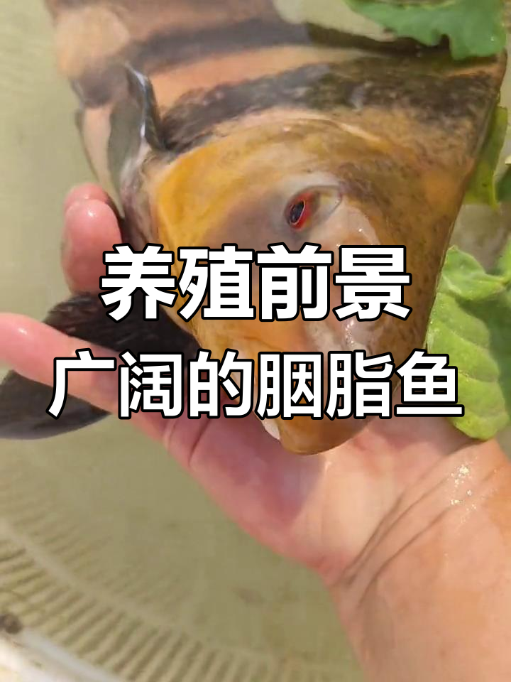 中华胭脂鱼:底层杂食性鱼类,肉质鲜美