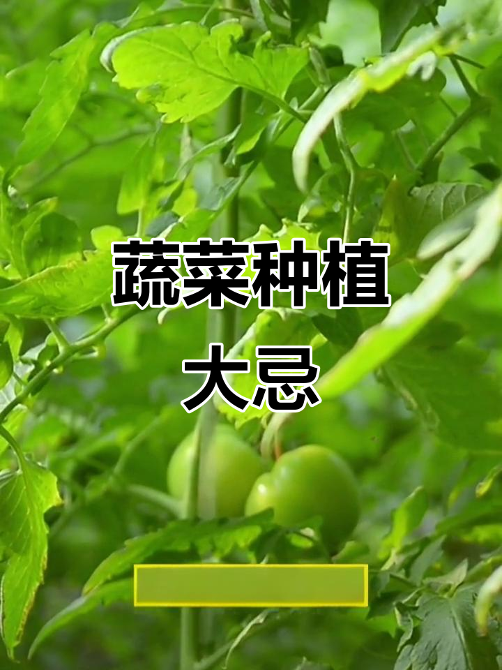 蔬菜搭配禁忌,种在一起反而害了它们!