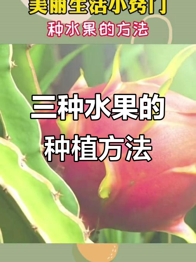 草莓、火龙果和芒果,轻松种植技巧大公开