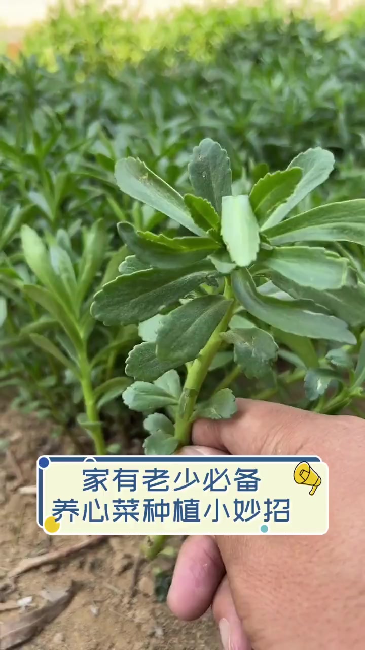 家有老少必备,养心菜种植小妙招