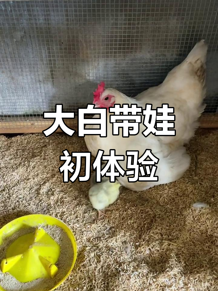 大白母鸡首次抱窝,20只小鸡跟着妈妈学走路