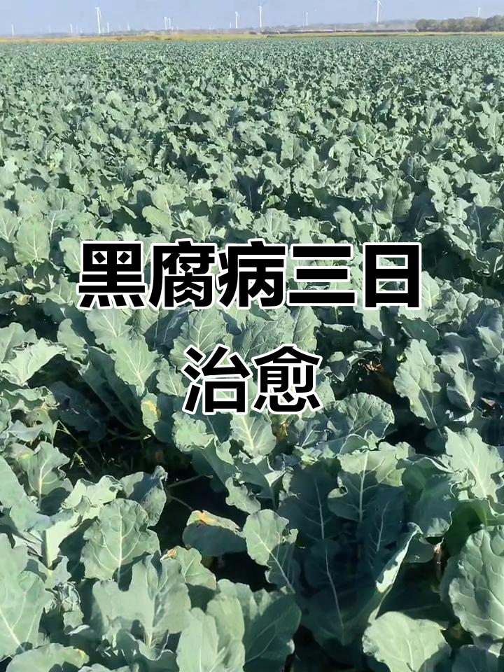 西兰花黑腐病三天控制,效果惊人