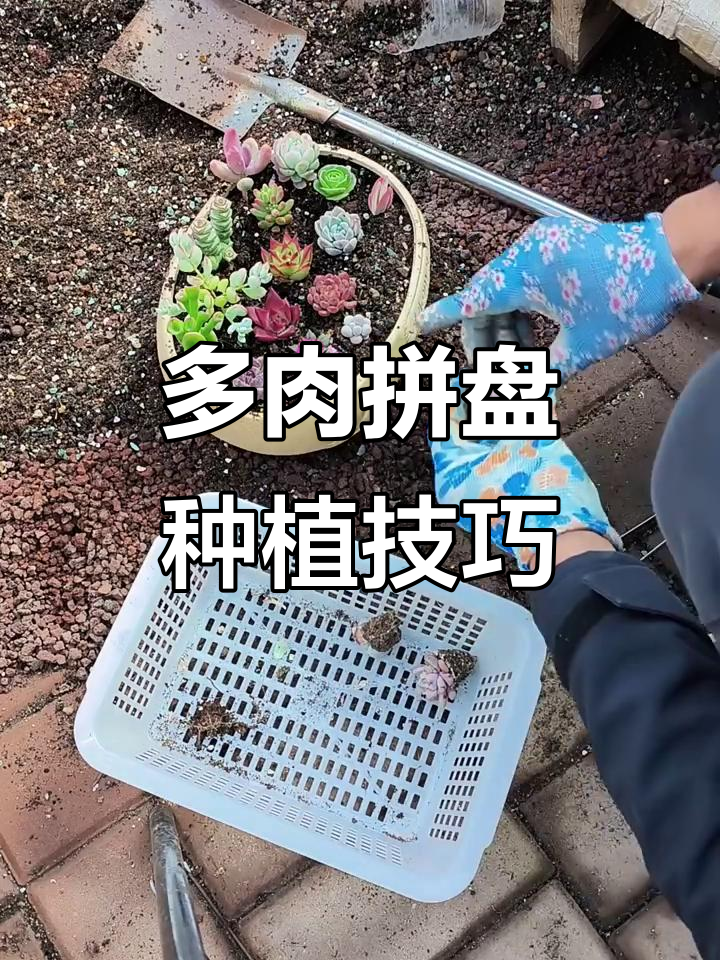 如何打造多肉拼盘组合,轻松种出美丽造型