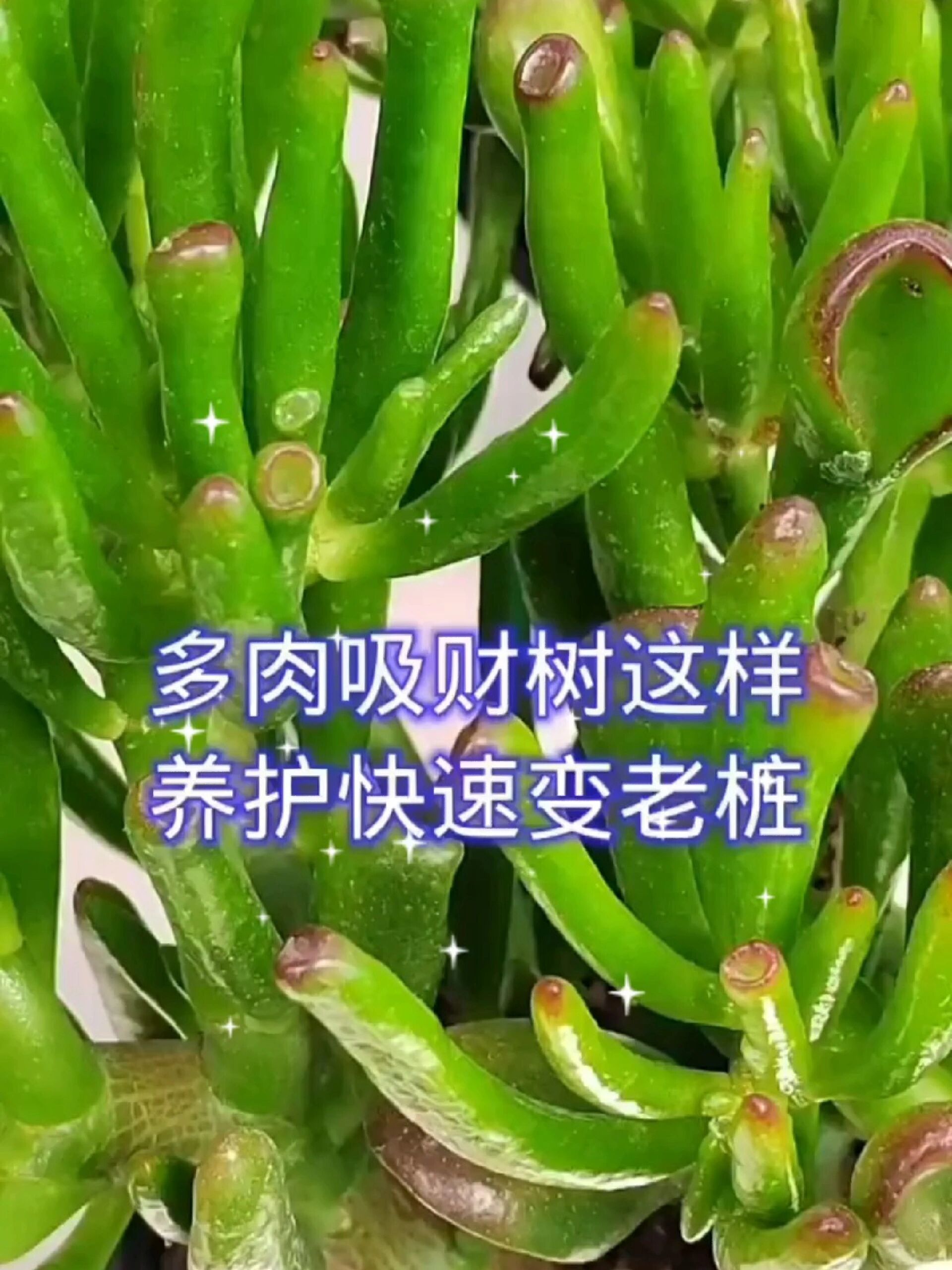 多肉吸财树这样养护快速变老桩