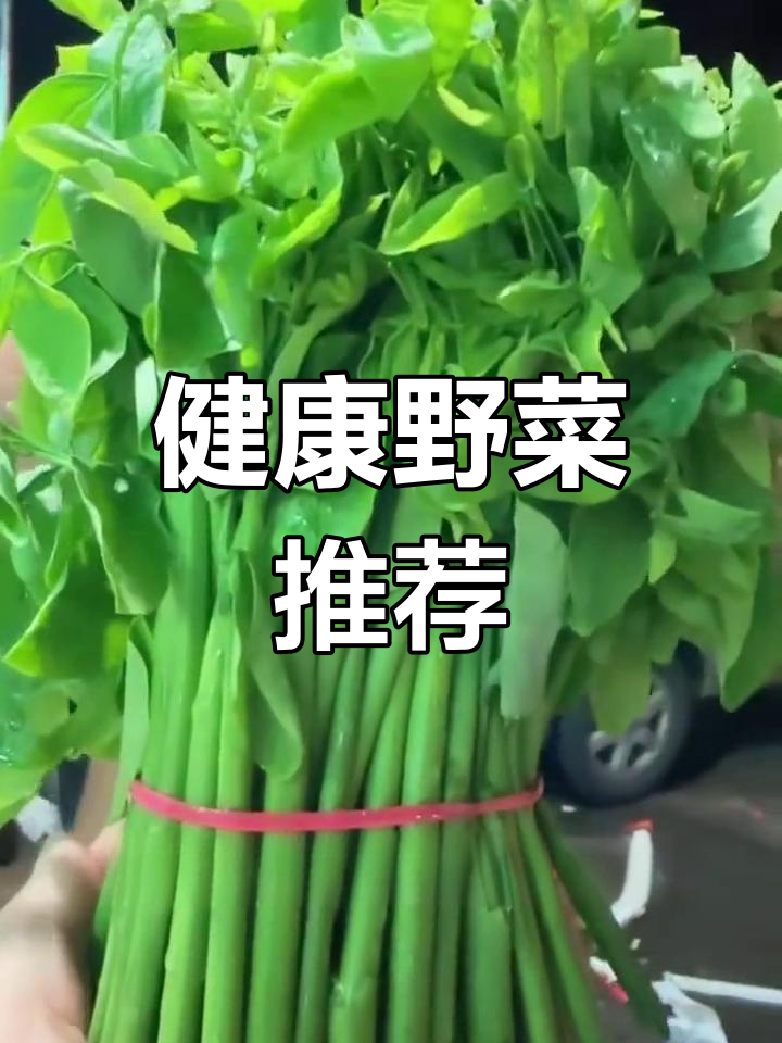 新鲜树仔菜,脆嫩美味