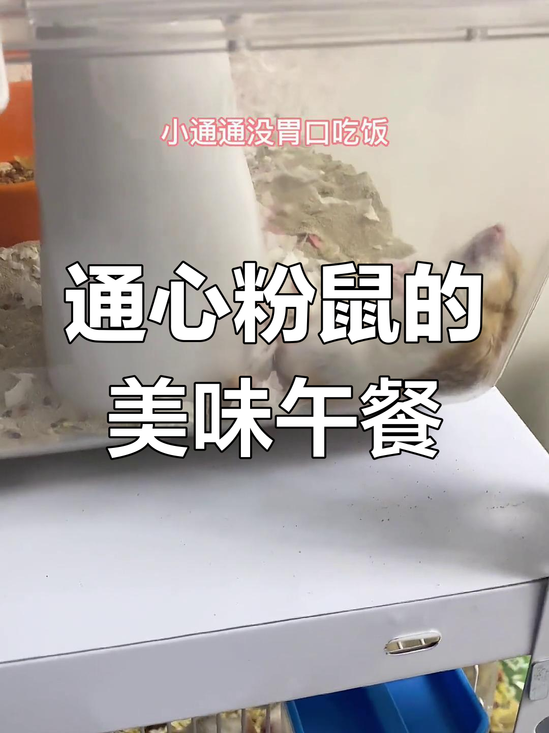 炎热天气下,通心粉鼠的夏日美味餐