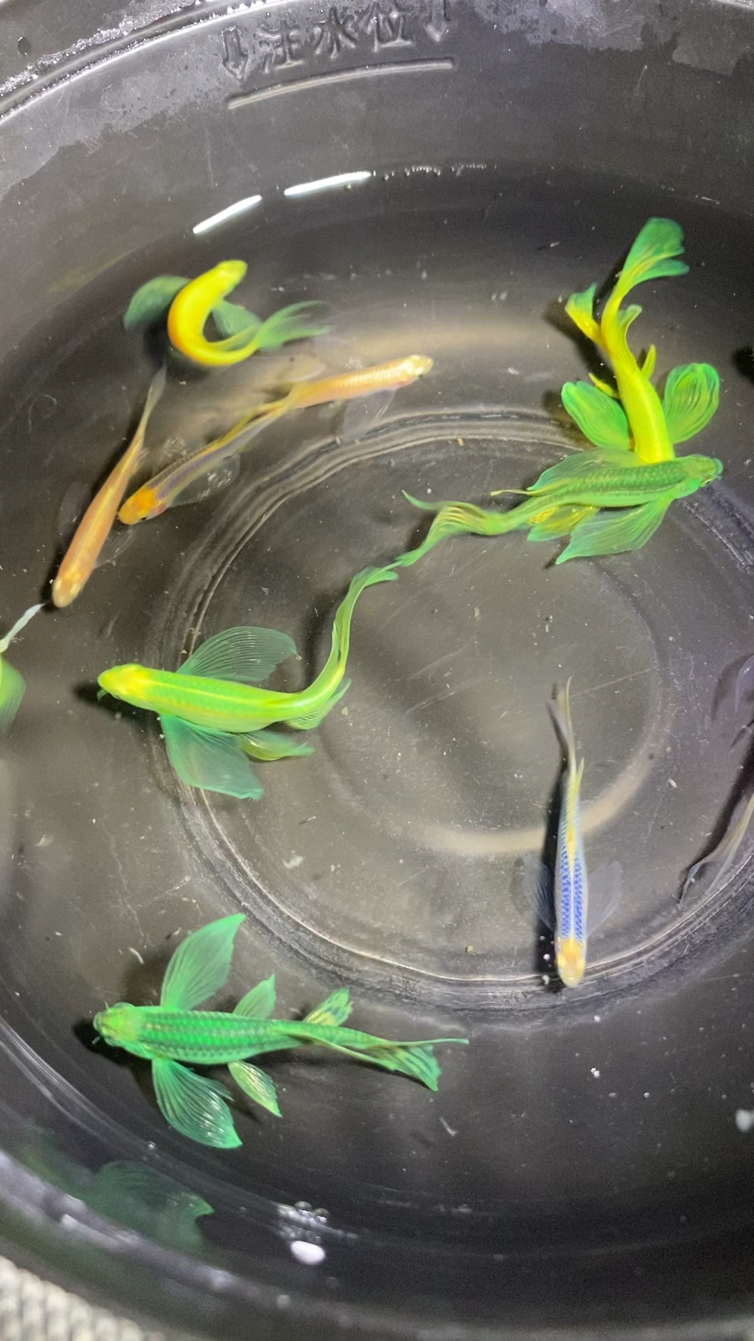 水中仙子 蝶翼斑马鱼 新手小白必备鱼