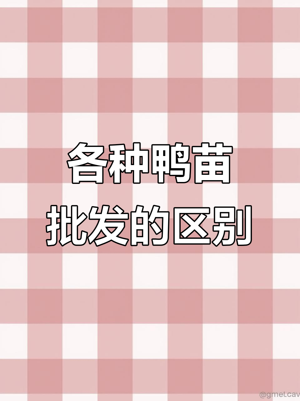 番鸭苗、青头麻鸭与假西洋鸭苗,火鸭苗批发全解析