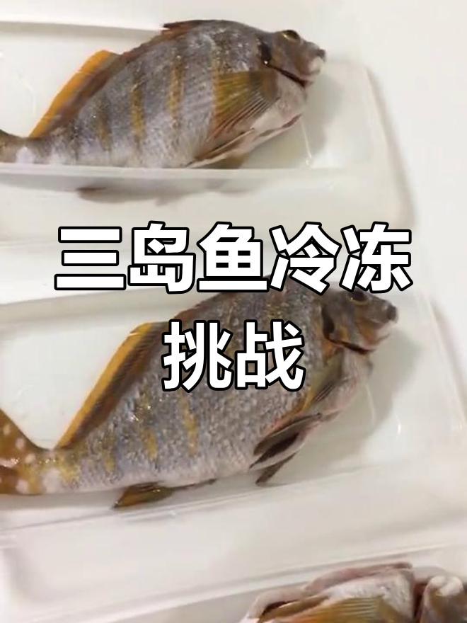 渔民捕获野生三刀鱼,零下六十度速冻保鲜