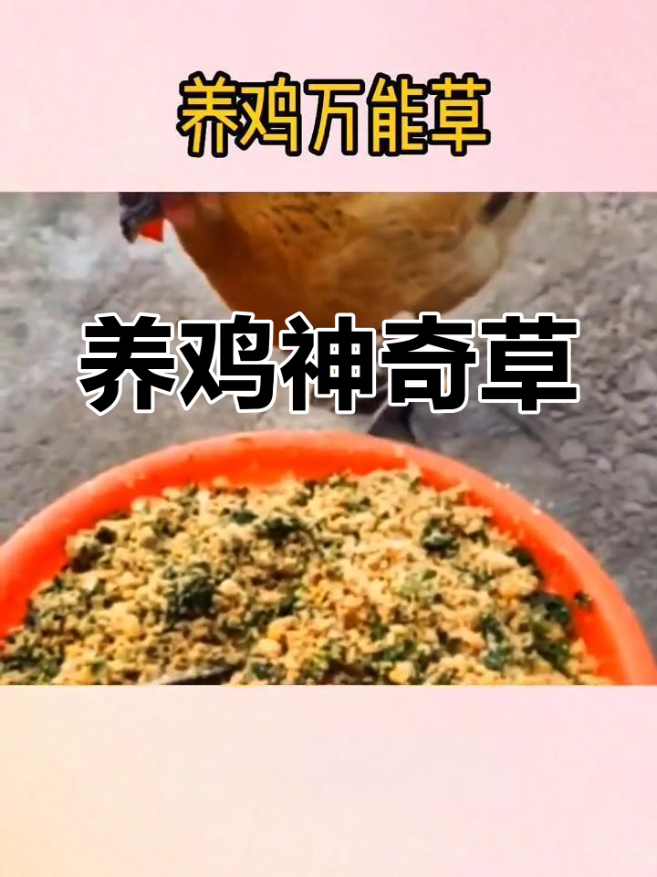 鱼腥草:养鸡必备万能草药