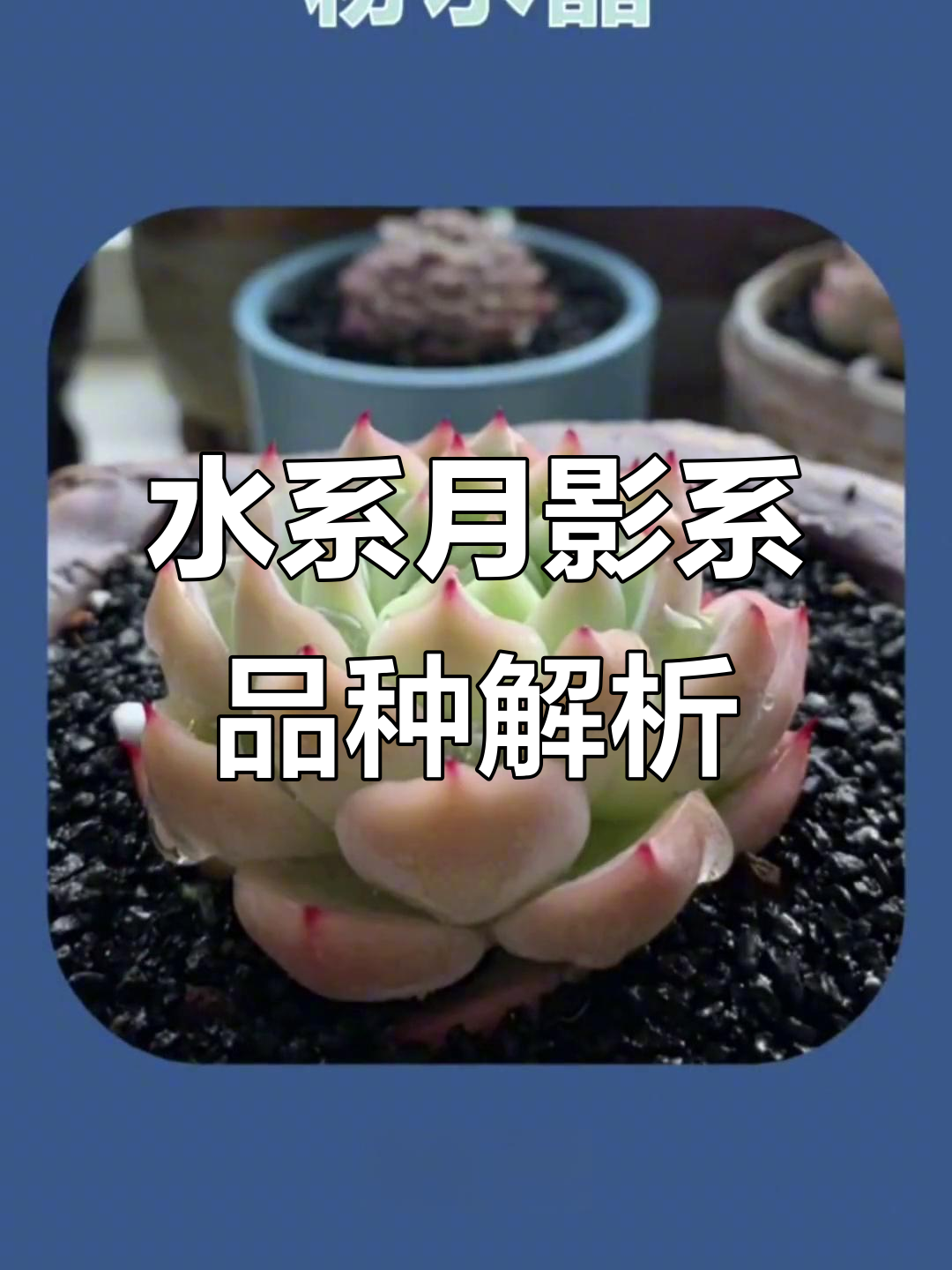 月影系多肉植物盘点：水系家族的美丽与丑陋
