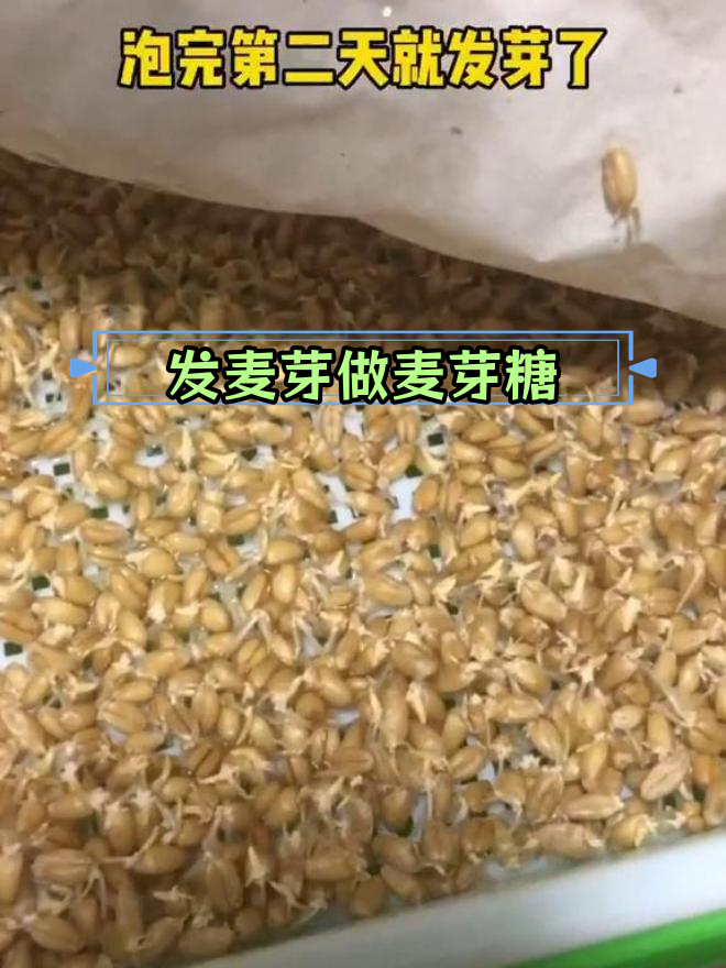 麦芽糖制作技巧:如何正确发芽