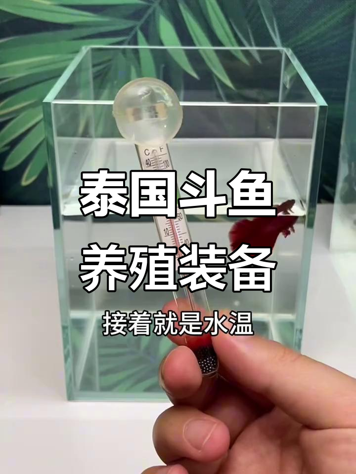 新手养泰国斗鱼必备设备清单，轻松入门