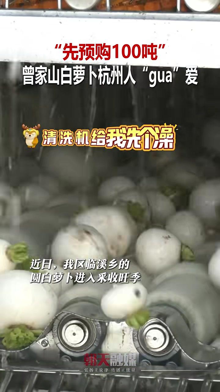 “先预购100吨”曾家山蔬菜深受杭州市民喜爱 曾家山 蔬菜 东西部协作 杭州滨江 广元朝天
