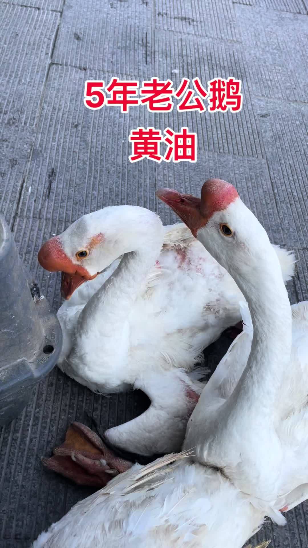 5年老公鹅黄皮黄油只有3只需要联系啊 土鸡土鸭 鸡鸭鹅 生态散养 农村养殖 大白鹅