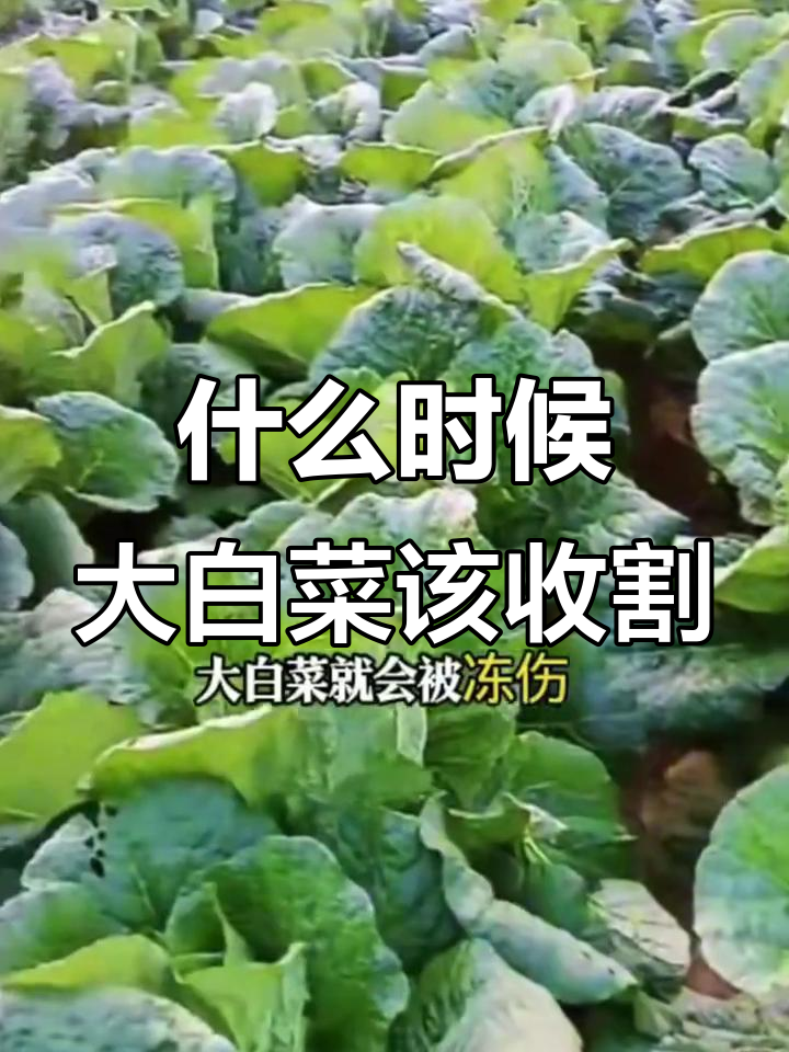 大白菜采收的最佳时机,零下温度来临前必须收获