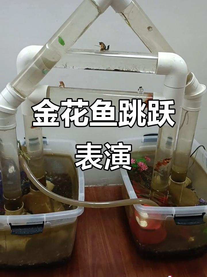 鲤鱼跃龙门,金花鱼玩得不亦乐乎