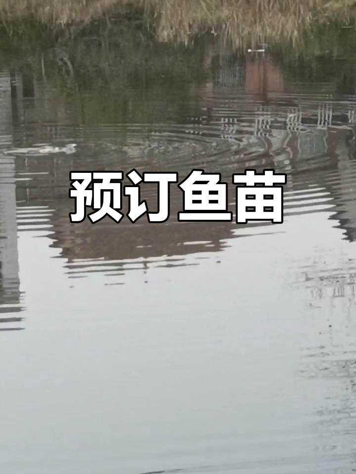 明天开始预订各种鱼苗,包括桂花鲈鱼等