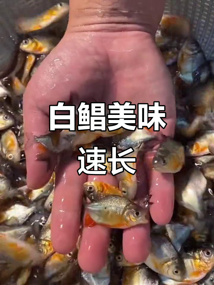 淡水白鲳生长迅速,肉质鲜美,是钓鱼爱好者的最爱