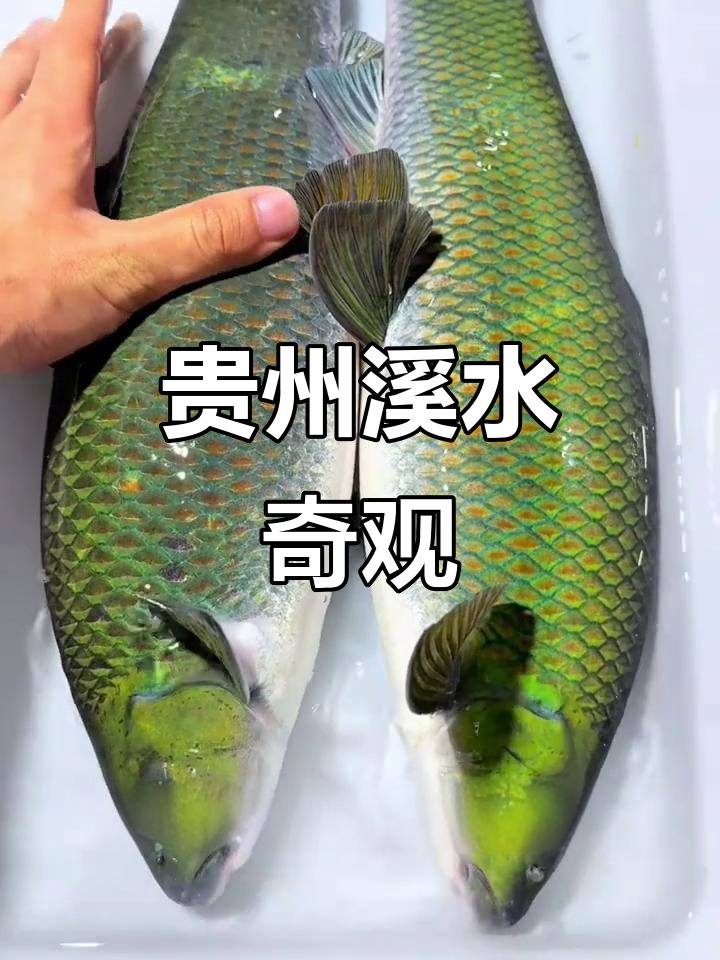 贵州溪流丰富,孕育独特鱼类,自然之美尽显