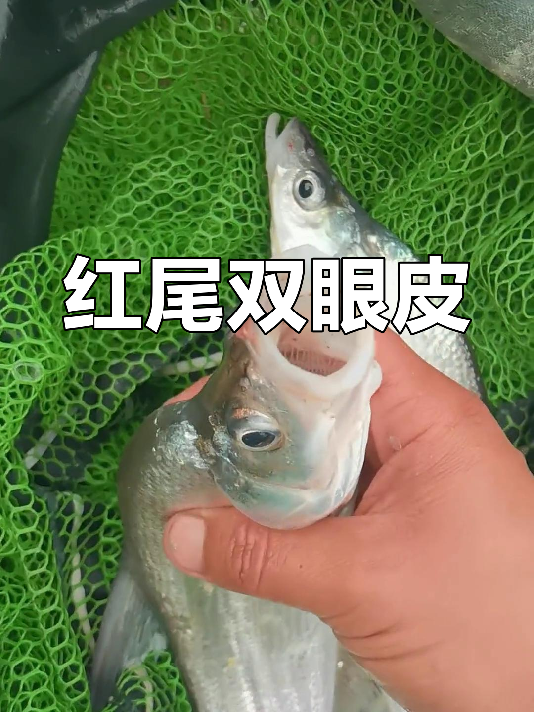 鸭嘴鱼的外形特征