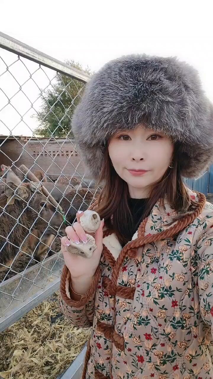 鹿角帽粉的作用