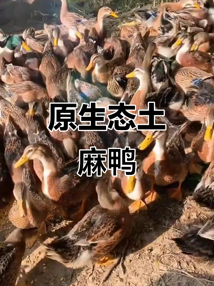 散养土麻鸭,煲汤爆炒都超香!