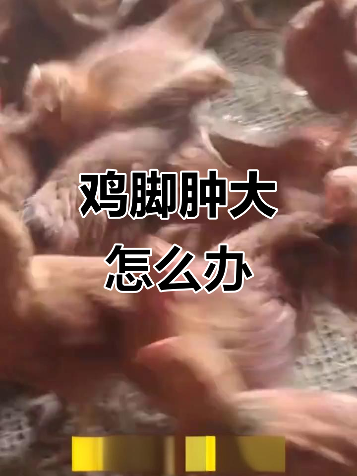 鸡脚肿大的原因及治疗方法,滑原囊支原体感染解析