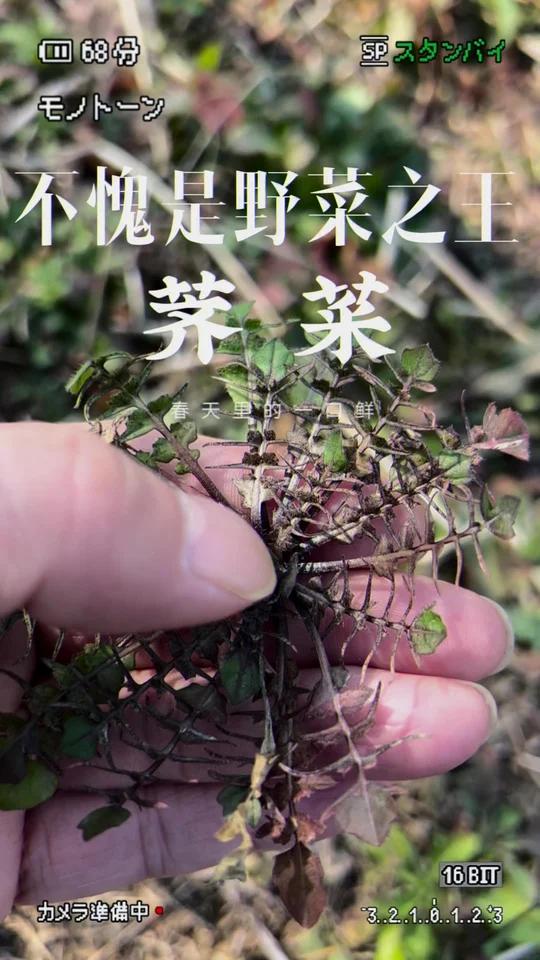 野菜之王-荠菜