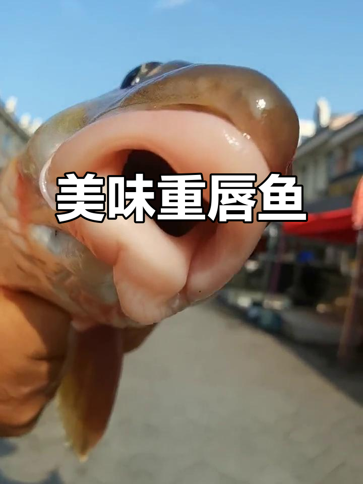 重唇鱼,乌苏里江的珍味,鲜美独特,必尝的美食!