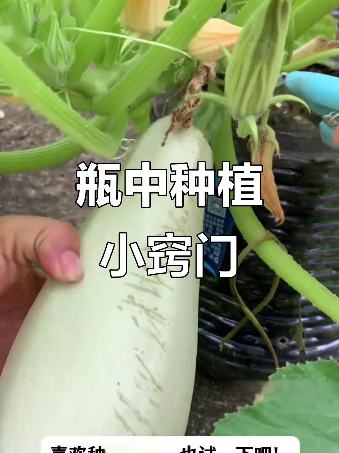 用矿泉水瓶种菜，黄瓜、辣椒轻松栽培！