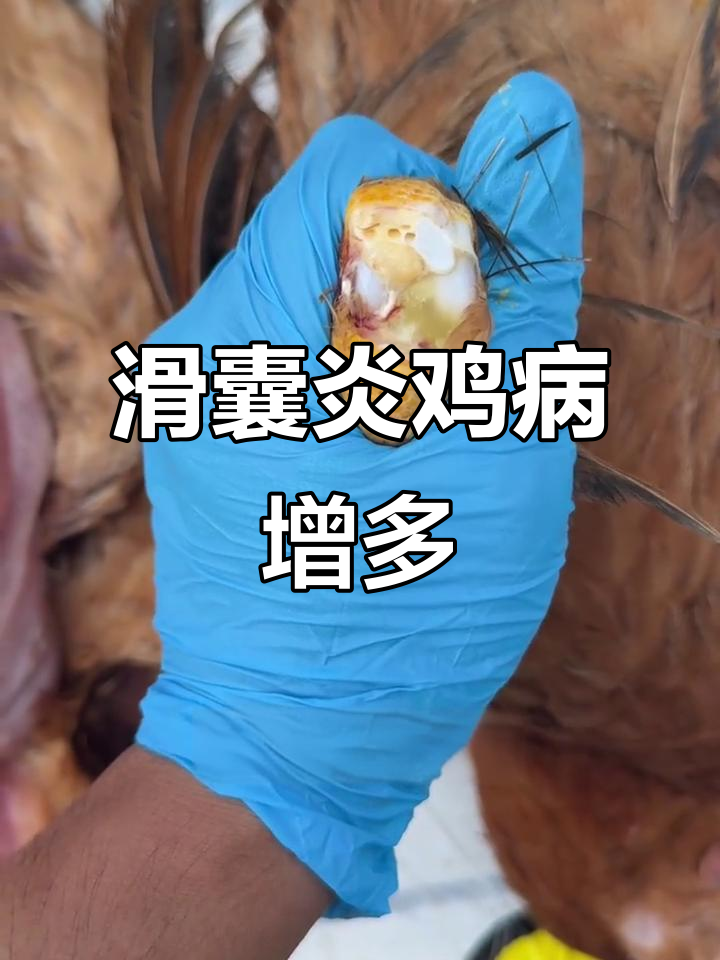 近期出现多例翅膀无力、关节脓液,疑似滑囊炎症状的鸡