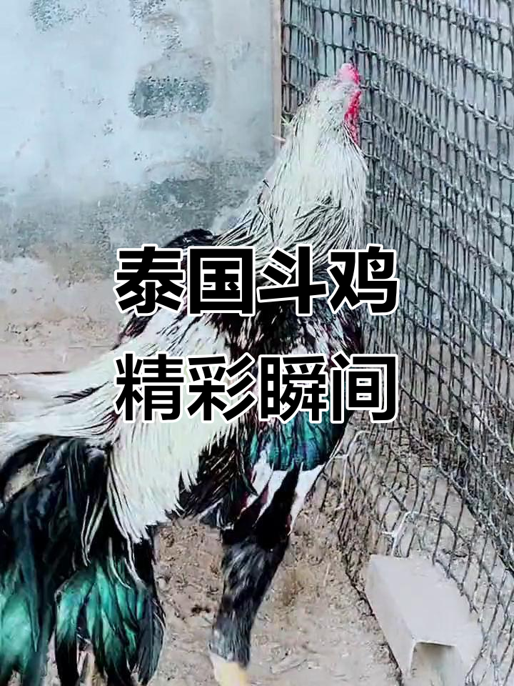 泰国斗鸡激烈对决,公鸡中的战斗机展现绝技