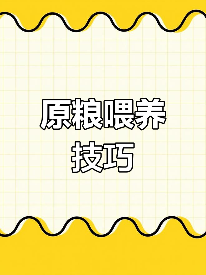 肉鸽养殖必备原粮配比