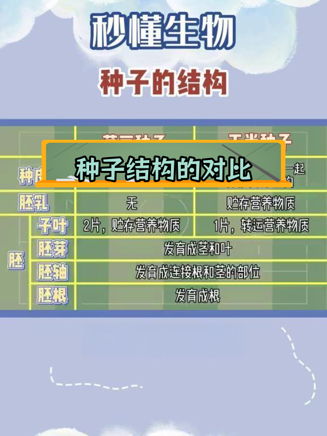 菜豆与玉米种子的结构差异