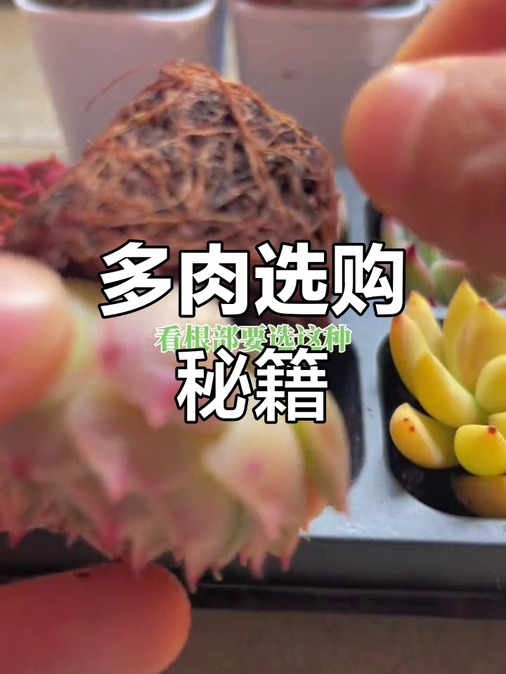 如何挑选优质多肉植物?掌握这些技巧轻松选对