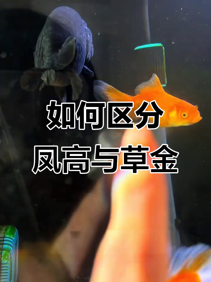 凤高和草金傻傻分不清?尾巴一比就明了