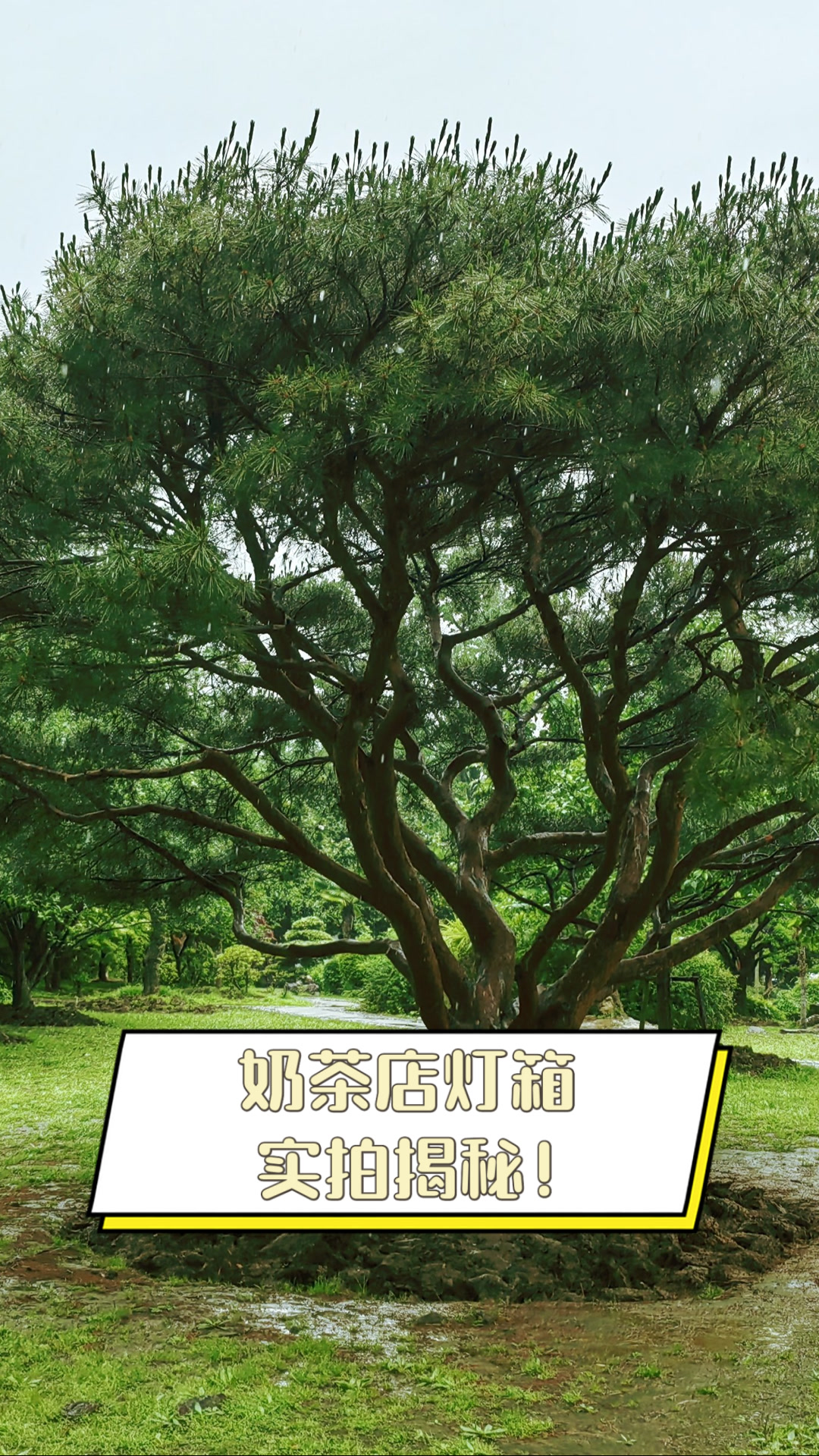 奶茶店灯箱，实拍揭秘！