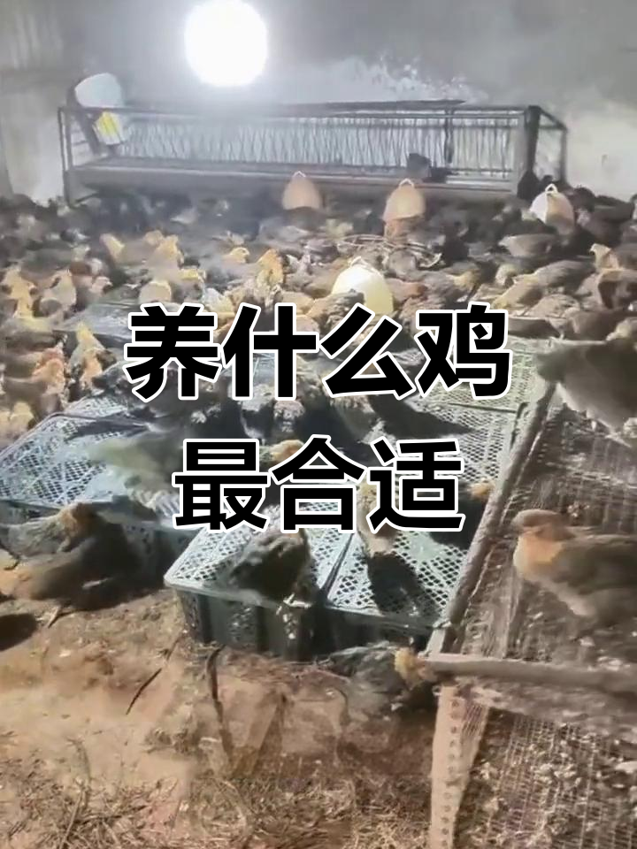 这么多品种的鸡苗,哪个最适合你?