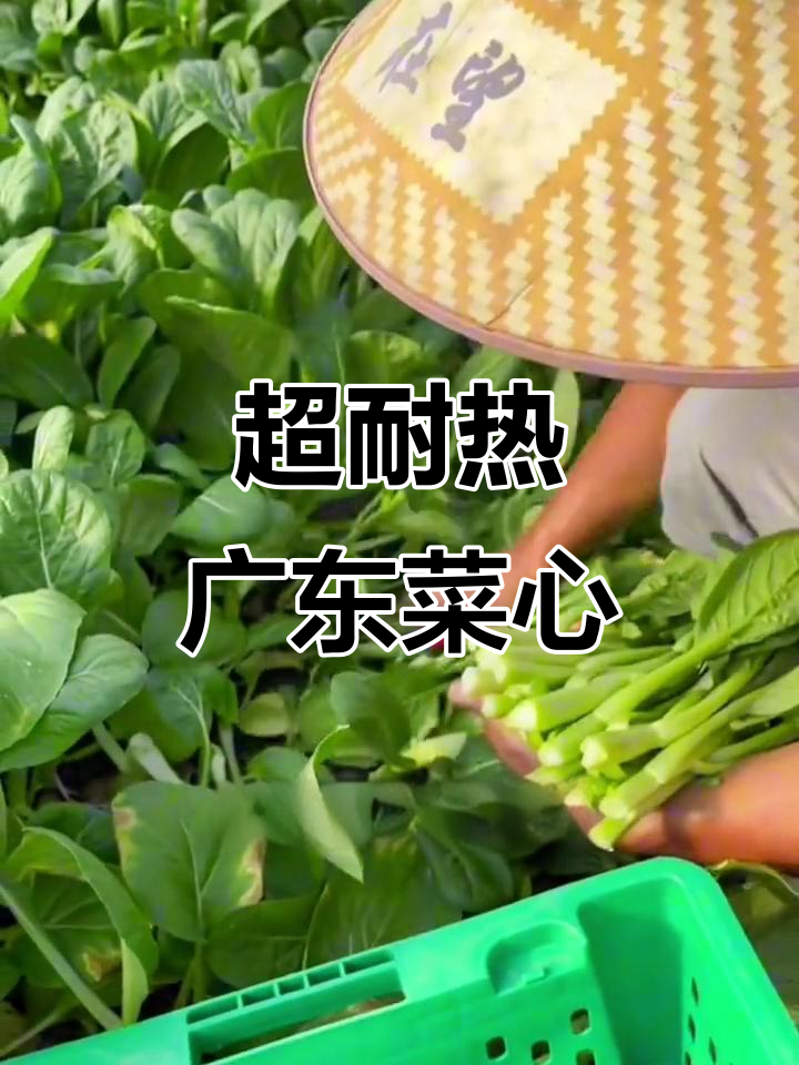 6月种广东菜心,轻松高产到十月