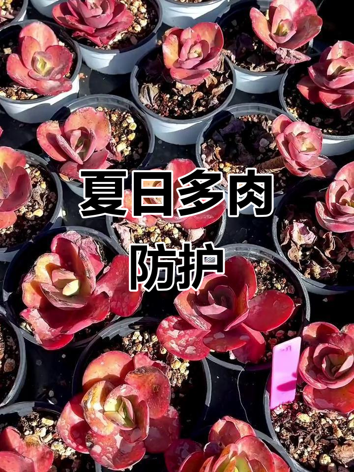多肉怕强光,夏季需遮阴,避免空盆悲剧!
