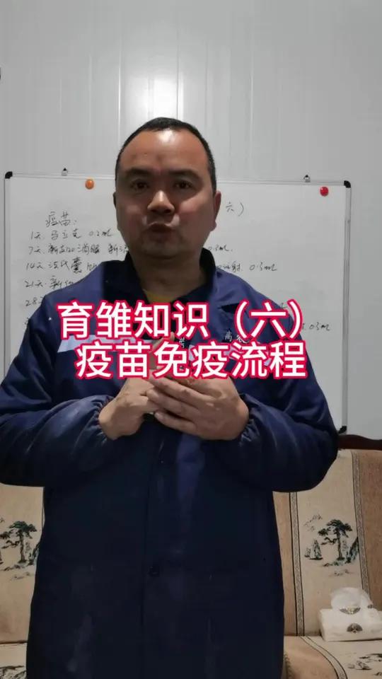 新手养鸡必须要学会小鸡育雏知识,小鸡育雏的免疫程序