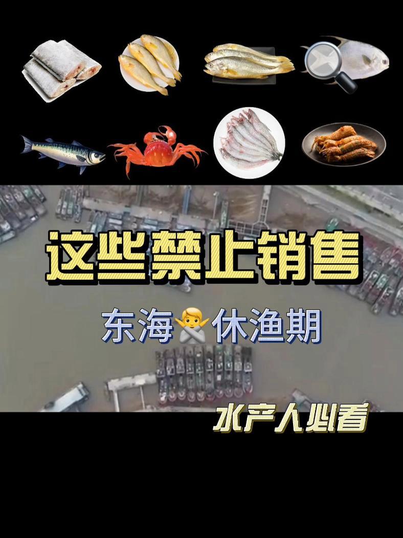 东海休渔期开始啦!浙江省禁止销售捕捞大黄鱼。5月8日至8月1日,带鱼、大黄鱼、小黄鱼、银鲳