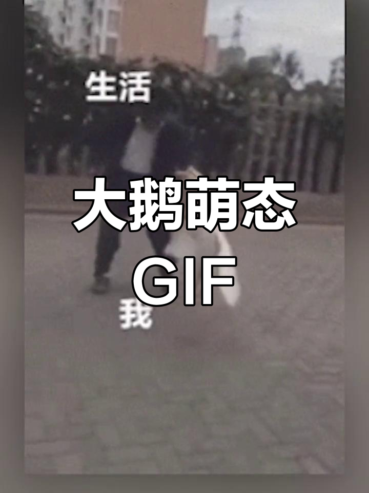 可爱大鹅表情包合集