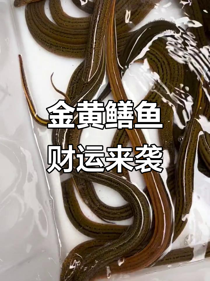 黄金鳝鱼,美味与好运相伴!