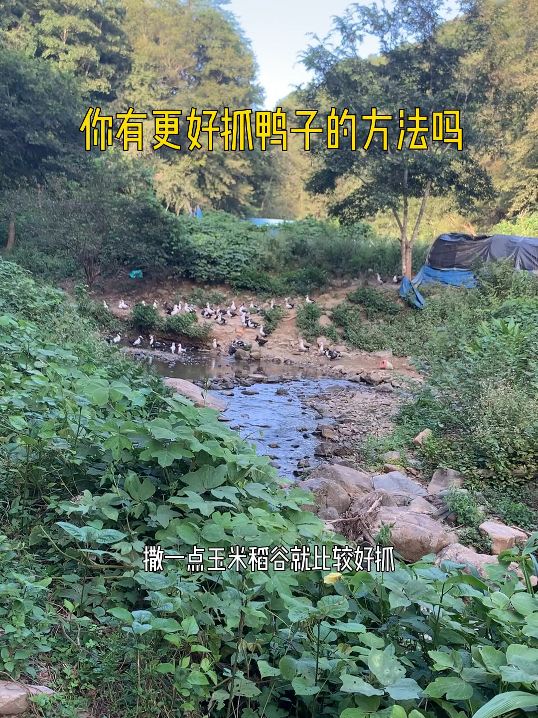 你有更好抓鸭子的方法吗?