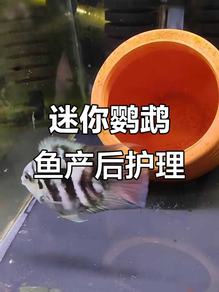 迷你鹦鹉鱼产卵后如何照顾?这些注意事项你必须知道
