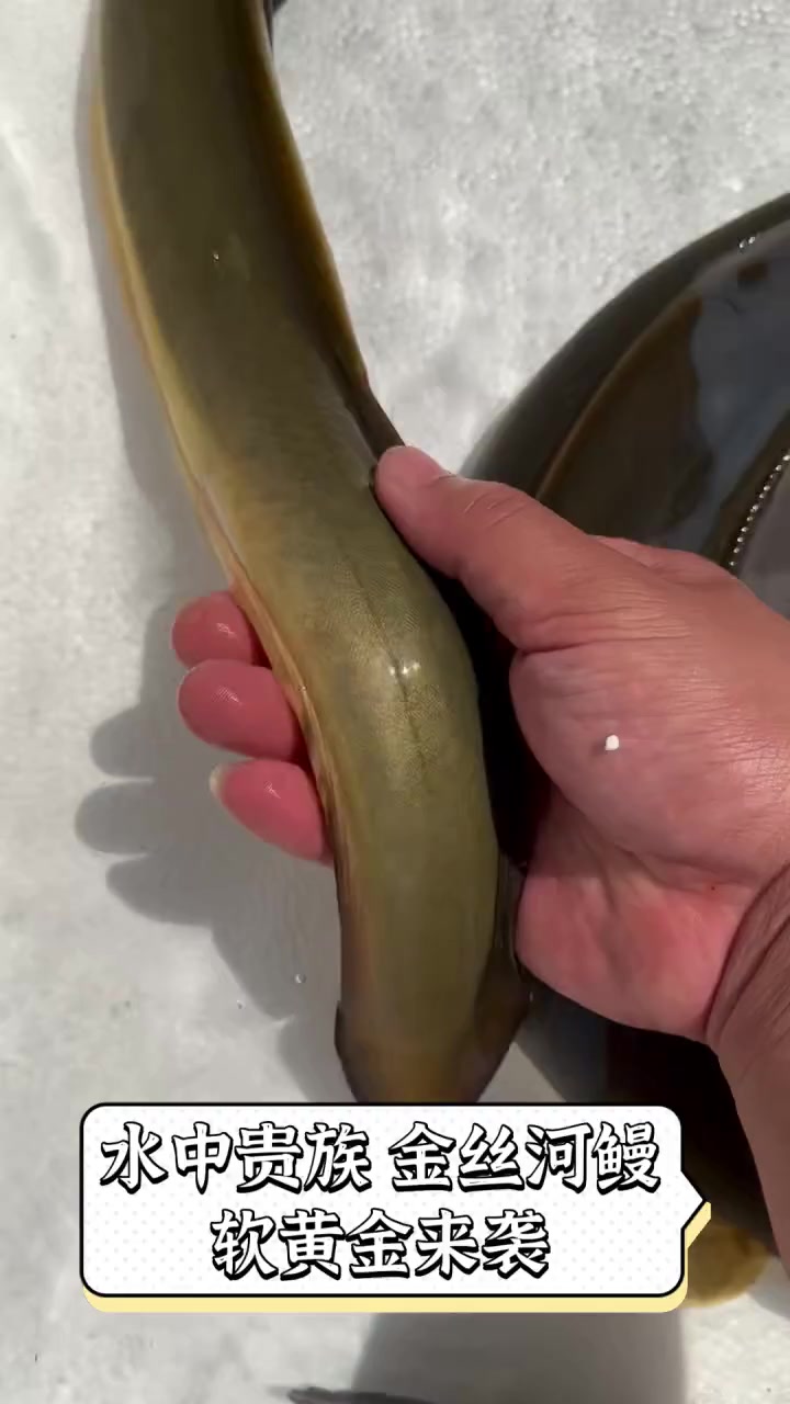 水中贵族,金丝河鳗,软黄金来袭