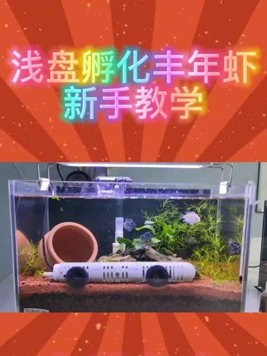 「孵化丰年虾」浅盘孵化,小鱼苗开口必备